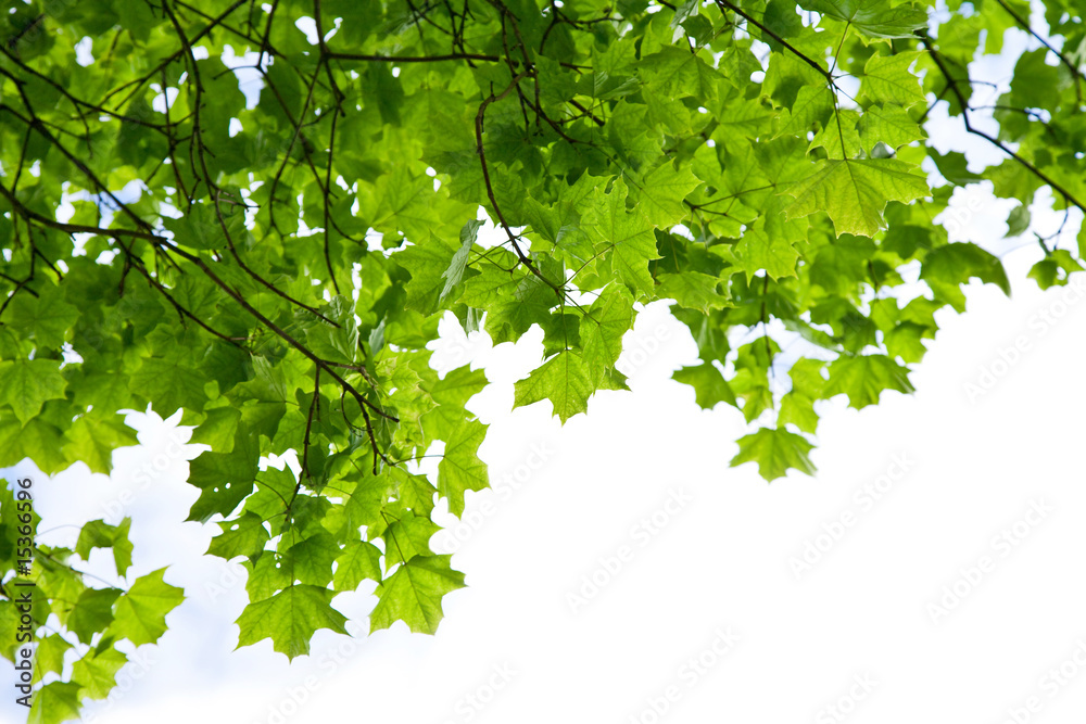 Obraz premium frame of maple leaves isolated