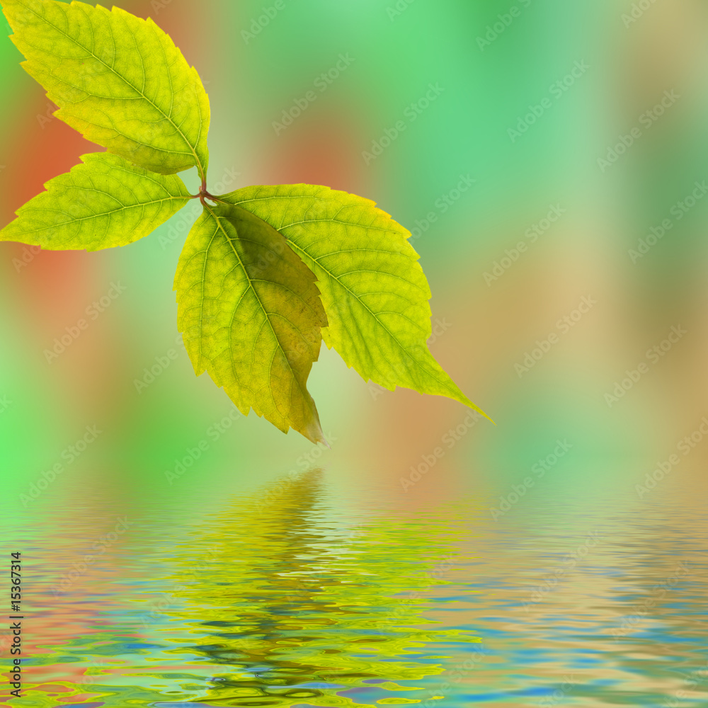 Fototapeta premium Leafage of wild grape