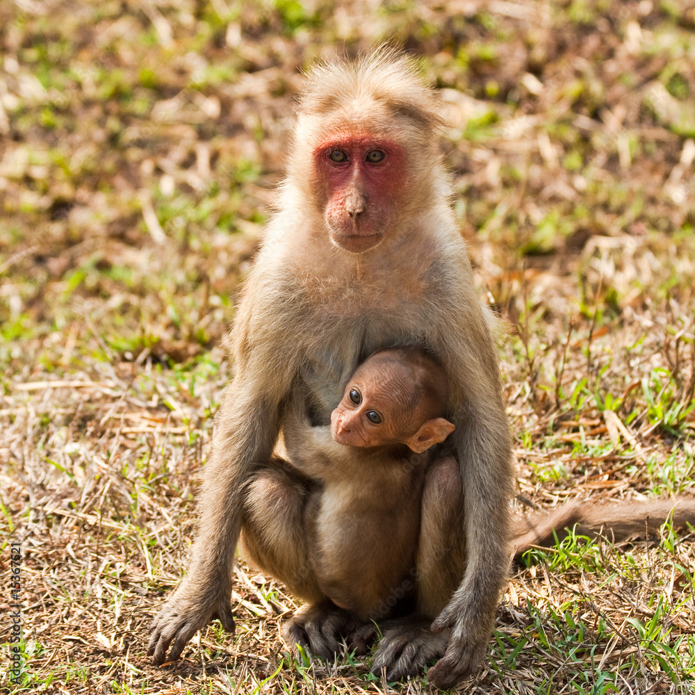 Bonnet Macaque Mother with Baby Bonnet Macaque Mother with Baby
