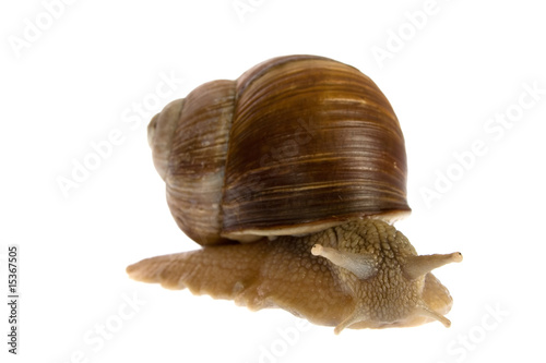 Φωτογραφία Snail isolated on white background