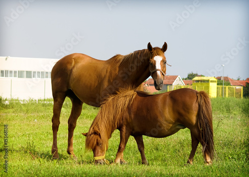 two horses waist grass
