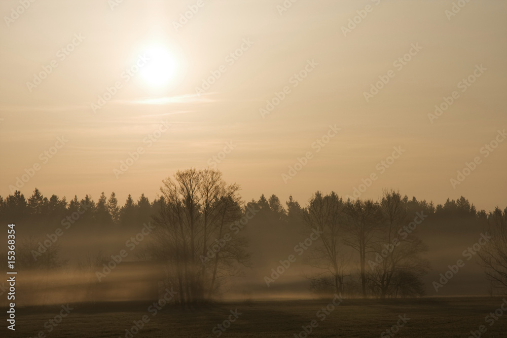 Naklejka premium nebel am morgen