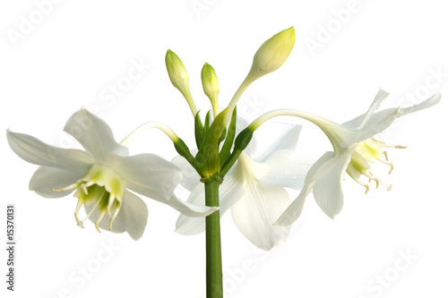 Fototapeta Naklejka Na Ścianę i Meble -  fleurs blanches du lys de la vierge sur un fond blanc