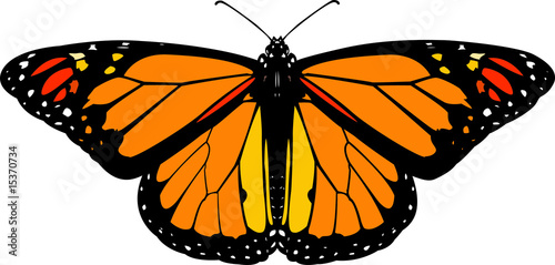 Monarch butterfly vector photo