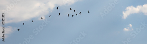 Birds are in sky © Aptyp_koK