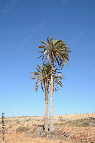Palm Tree on Canary Island Fuerteventura, Spain