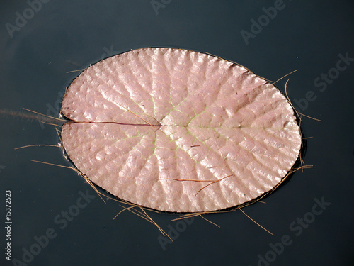 Water-platter photo