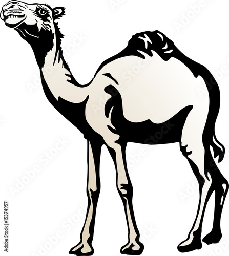 camel