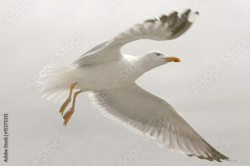 Lift the gull with white background