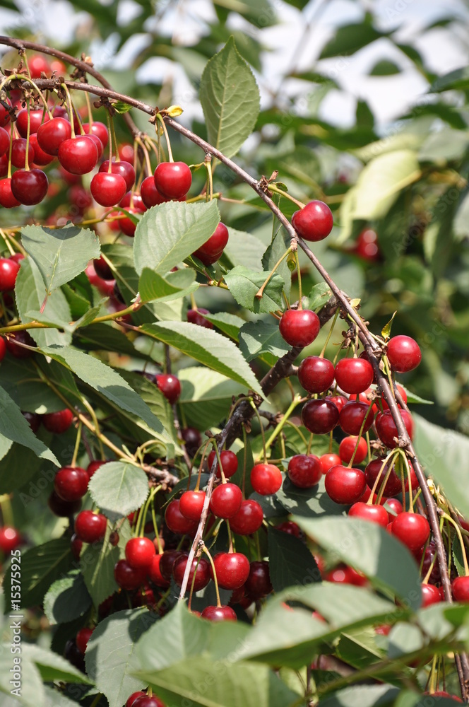 red cherries red cherries