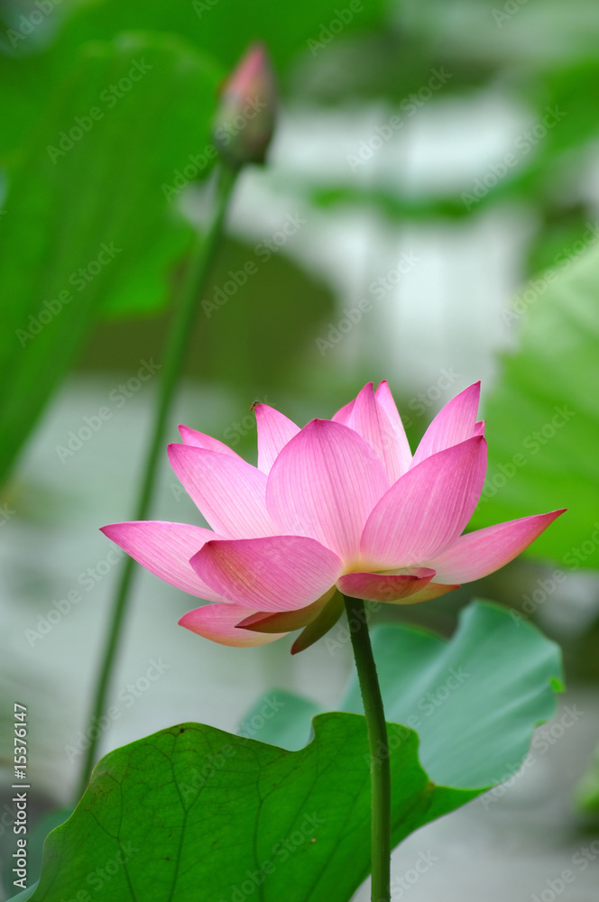 Obraz premium blooming lotus flower over green background.