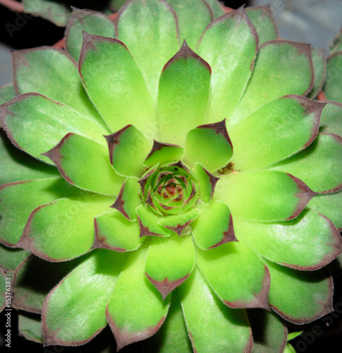 Top view of a cactus