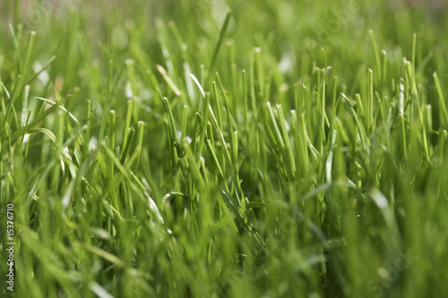 Close up Gras, Grashalme, Wiese