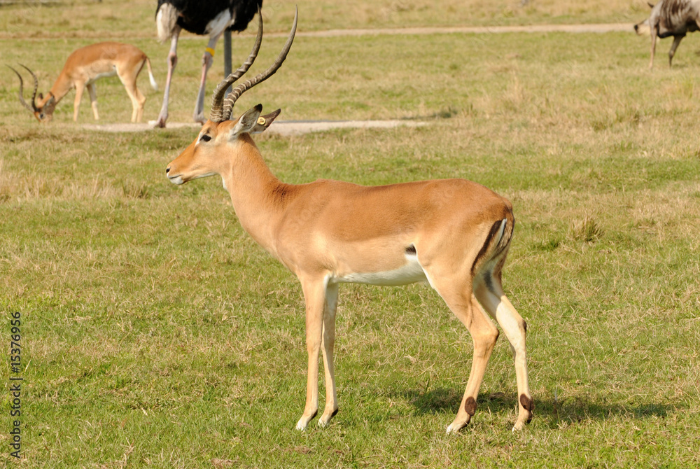 Wild antelope Wild antelope
