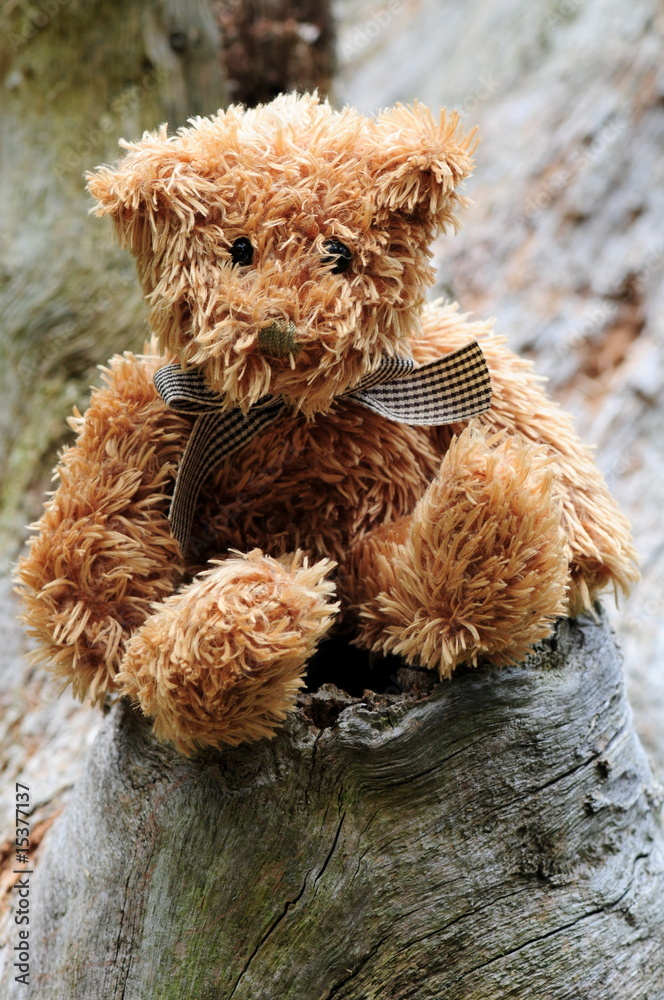 Bear outdoors Bear outdoors
