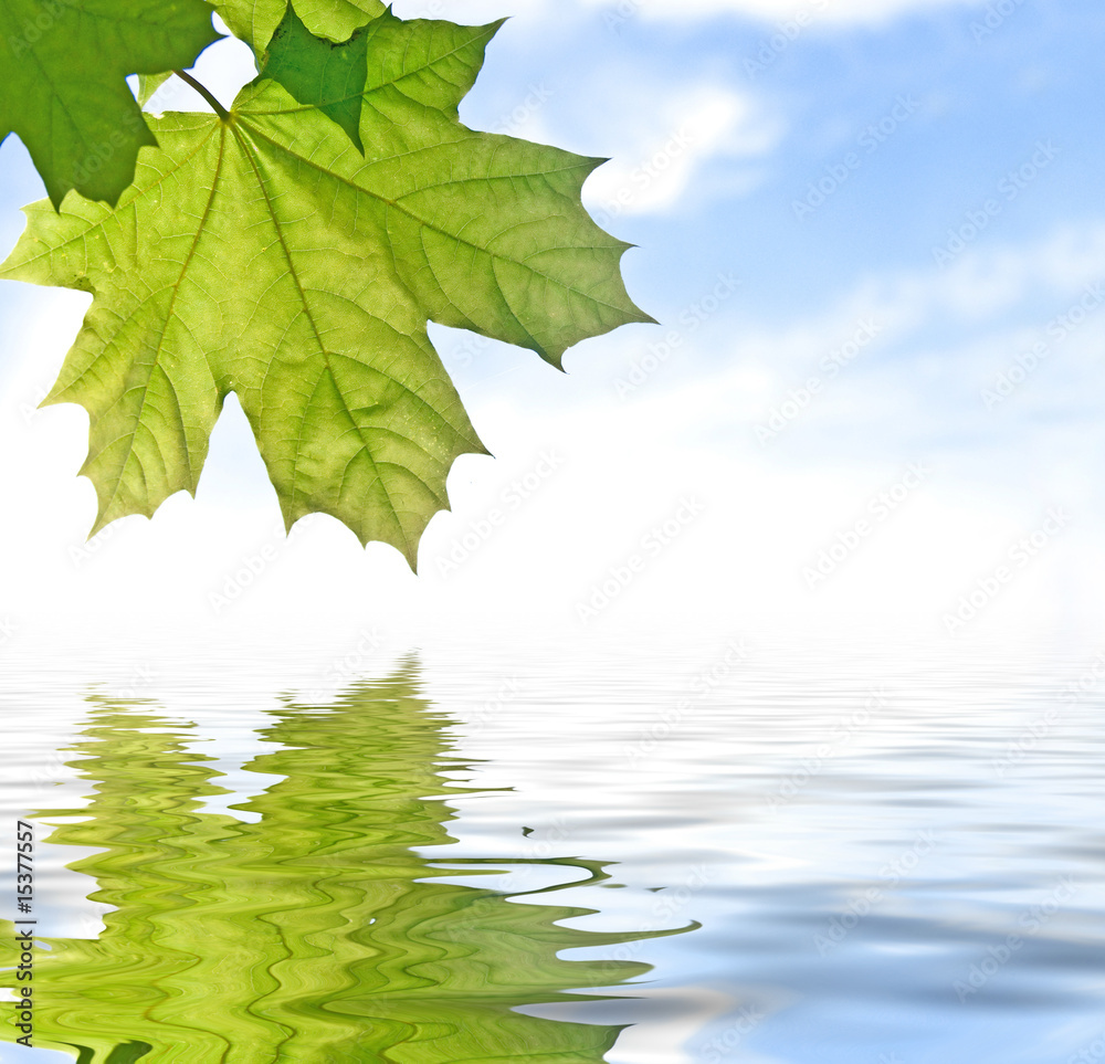 maple leaf is reflected in the water maple leaf is reflected in the water