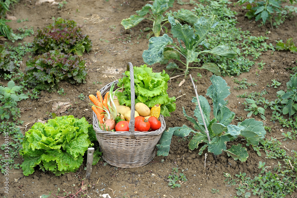 Panier de légumes dans le jardin potager. Stock Photo | Adobe Stock
