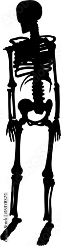 Skeleton