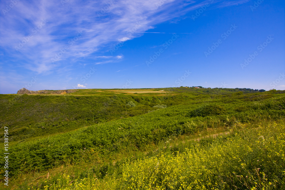 Fototapeta premium landscape with heather in brittany