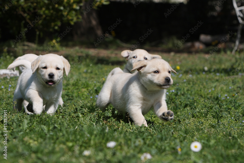 course folle des petits labrador retriever dans l'herbe-groupe course folle des petits labrador retriever dans l'herbe-groupe