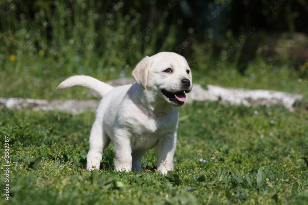 jeune chiot labrador retriever debout au milieu de l'herbe jeune chiot labrador retriever debout au milieu de l'herbe