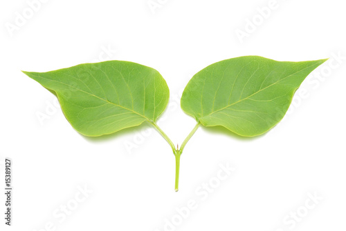 Two green lilac leaves.