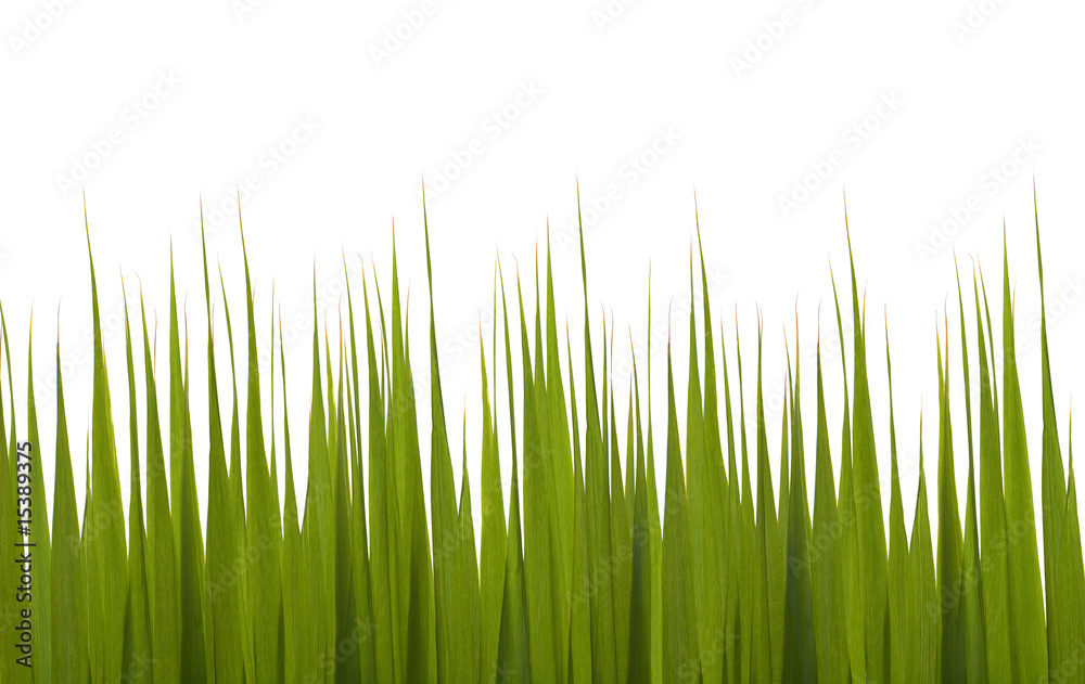 Obraz premium succulent green grass