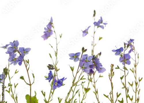isolated blue flowers