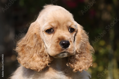 Petit Chiot Cocker Americain De Face Portrait Gros Plan Bebe Stock Photo Adobe Stock