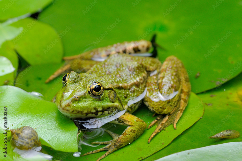 grenouille verte grenouille verte
