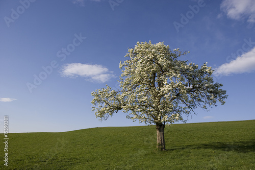 baumbluete, photo