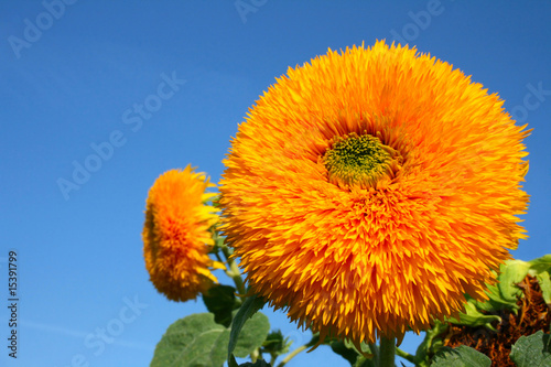 Sunflowers against the blue sky
