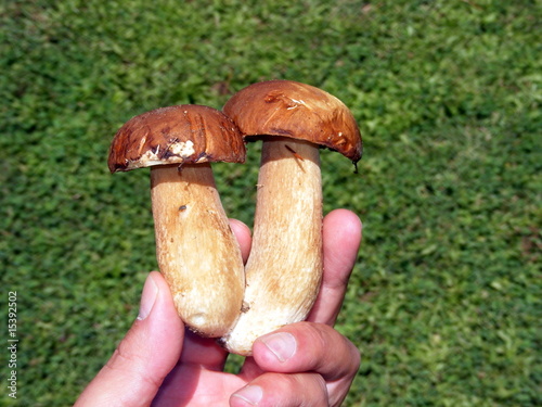 Funghi porcini