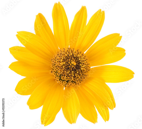 yellow flower on white background