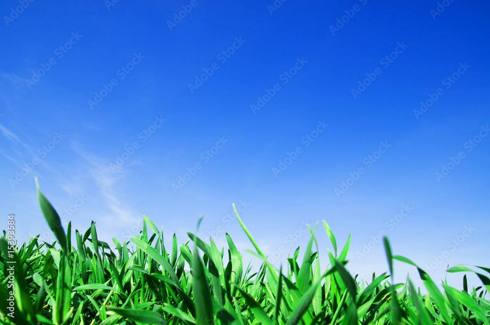 Fototapeta premium Grass and blue sky