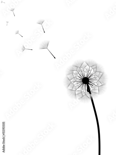 Dandelion with flying seeds isolated on white background