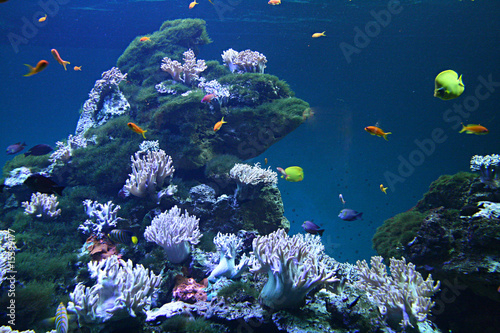 Canvas Print balade sous marine