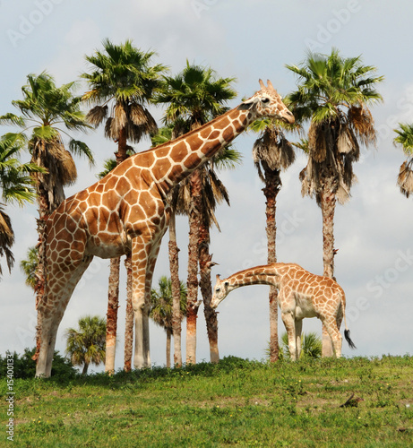 Photography Wild giraffe