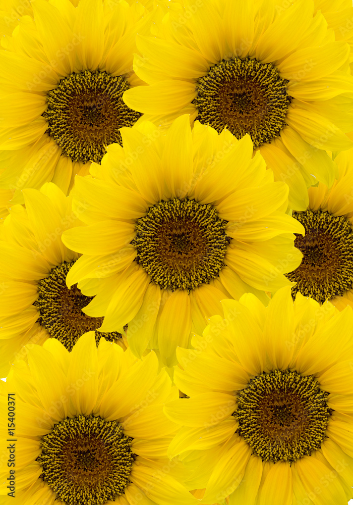 Obraz premium Sonnenblume