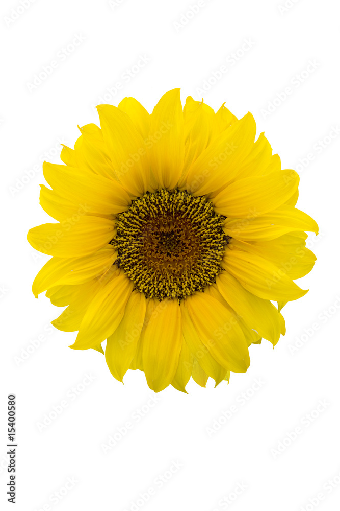 Fototapeta premium Sonnenblume