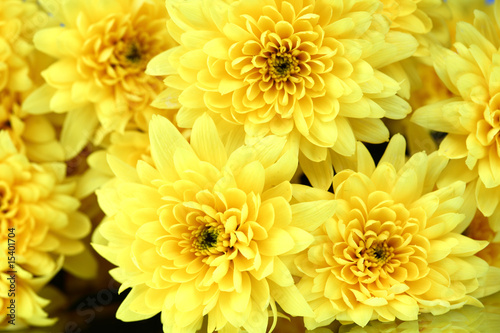 yellow chrysanthemum