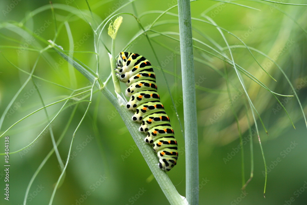 chenille du papillon machaon