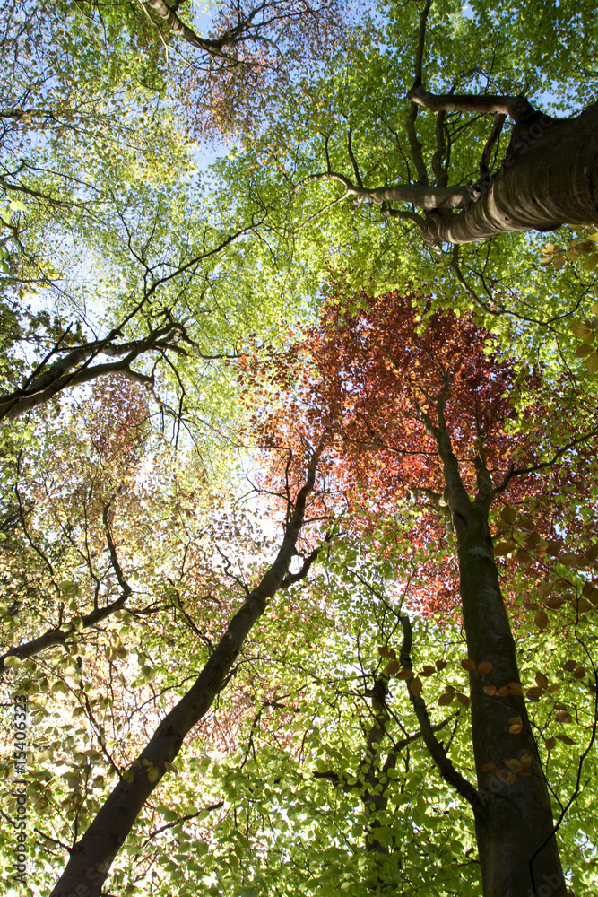 Fototapeta premium Looking Up