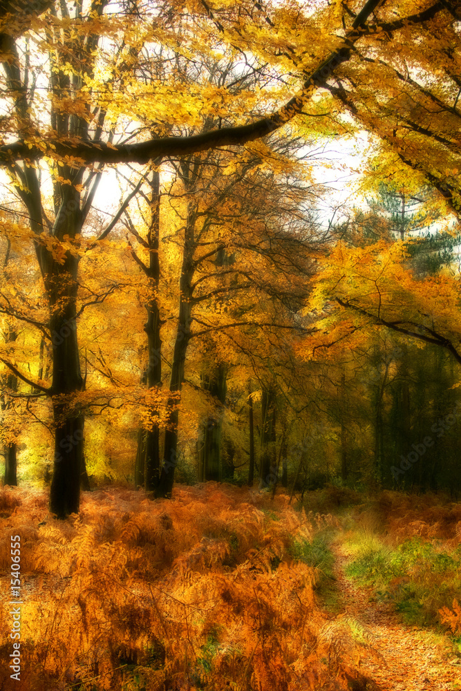 Golden Autumn Wood