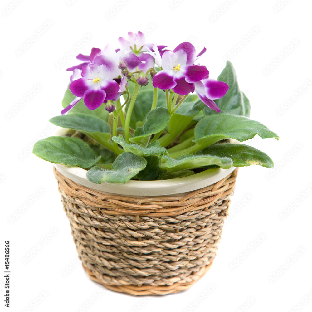Obraz premium african violet ina raffia pot