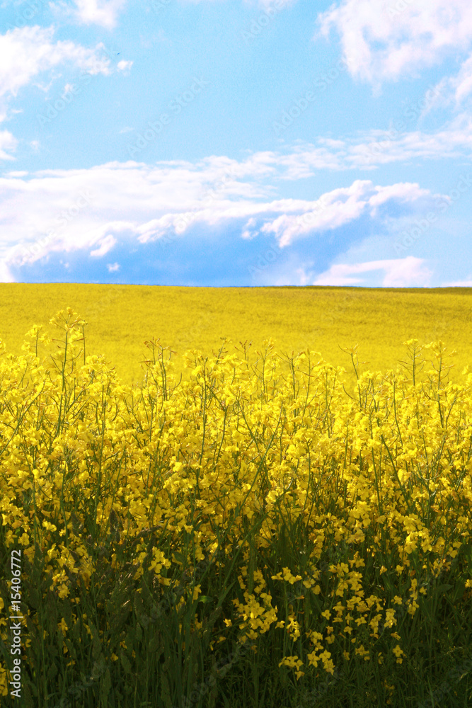 Obraz premium Blumenwiese
