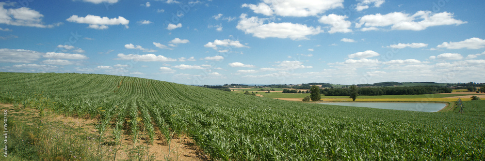 Fototapeta premium Colline de cultures