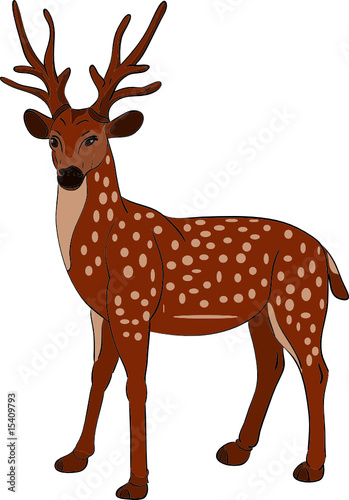 vector - Deer isolated on background