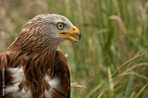 portrait of a red kite