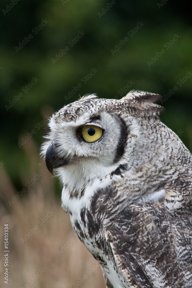 portrait of a snow white owl portrait of a snow white owl